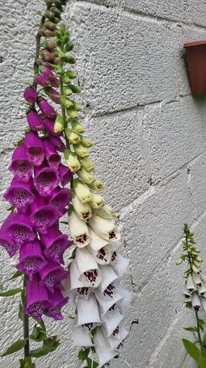 Foxglove plant. White and pink. Bee friendly plants.