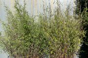 Bamboo
