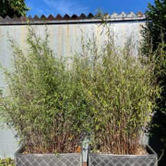 Bamboo