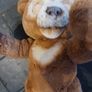Cubby the Curious Bear Image 4