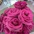 staceys_
