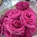 staceys_
