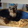 Yorkshire Terrier & Basket Image 4
