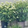 plants Image 6