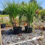 Strong Lavender Hidecote in 3 litre pot Image 8