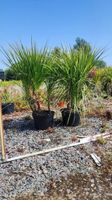 Cordyline trees