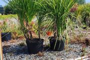 Cordyline trees