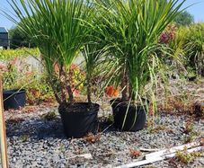 Cordyline trees