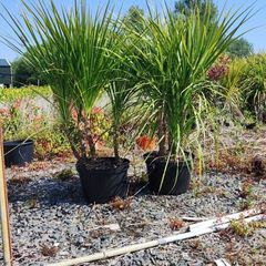 Cordyline trees