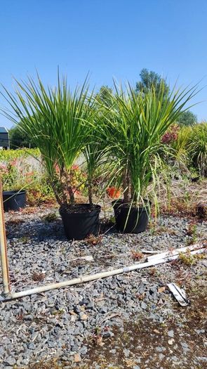 Cordyline trees