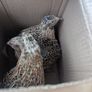 Male Quail Image 3