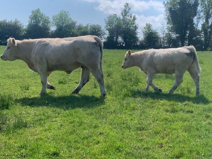 Purebred registered charlaois cow and calf