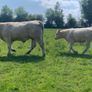 Purebred registered charlaois cow and calf Image 5