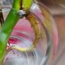 Monstera Burle Marx Flame rooting Image 9