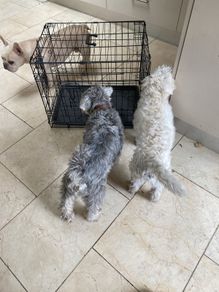 medium dog crate