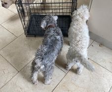 medium dog crate