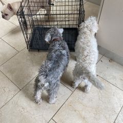medium dog crate