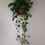Beautiful hanging plant Image 2