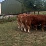 1 Pedigree Limousin Bull & heifers Image 3