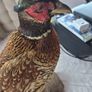 Taxidermy mount of a Male Ring-necked Pheasant Image 4