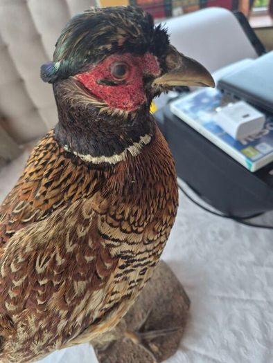 Taxidermy mount of a Male Ring-necked Pheasant
