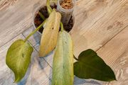 Philodendron Whipple Way mint