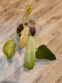 Philodendron Whipple Way mint