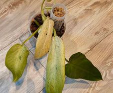 Philodendron Whipple Way mint