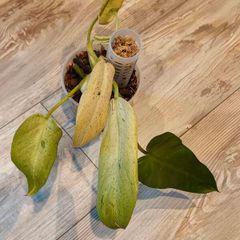 Philodendron Whipple Way mint