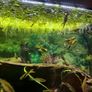 Salvinia Auriculata floating plant (aka Salvinia Natans Mini) Image 3