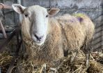 Foster Ewe