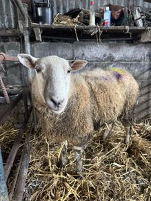 Foster Ewe