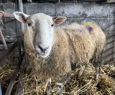 Foster Ewe