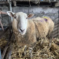 Foster Ewe