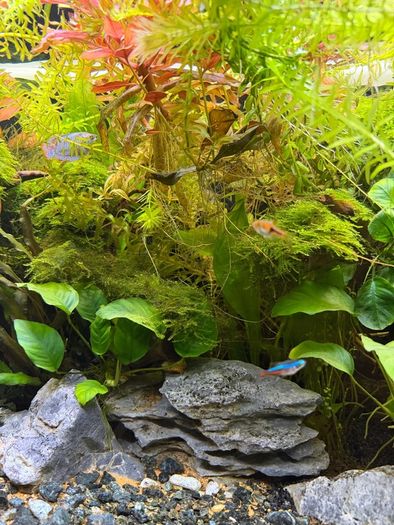 Fish Tank And stand with fish and plants