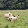 sheep Image 7