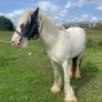 Filly ,2 wheeler Image 3