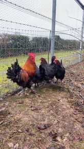 hatching eggs