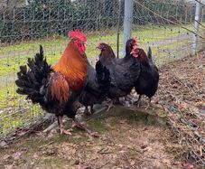 hatching eggs