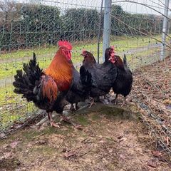 hatching eggs