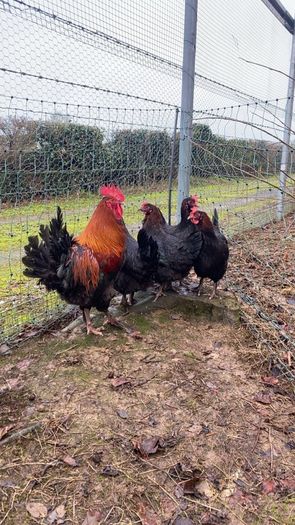 hatching eggs