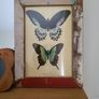 Beautiful Vintage Style Butterfly Framed Print picture Image 3