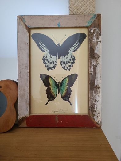 Beautiful Vintage Style Butterfly Framed Print picture