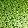Aquarium plants for sale Image 8