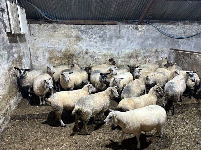 Hoggets