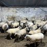 Hoggets Image 5