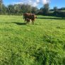Incalf Heifers for sale Image 5