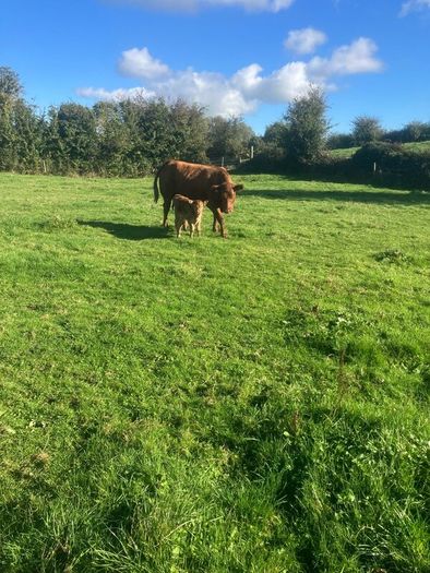 Incalf Heifers for sale