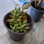 succulent Image 4