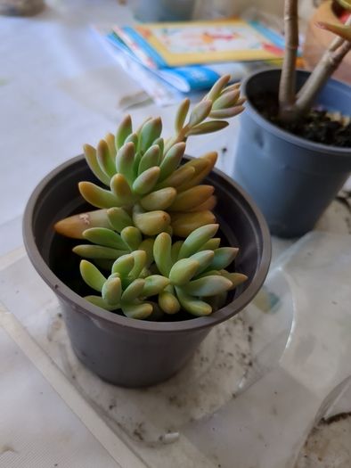 succulent